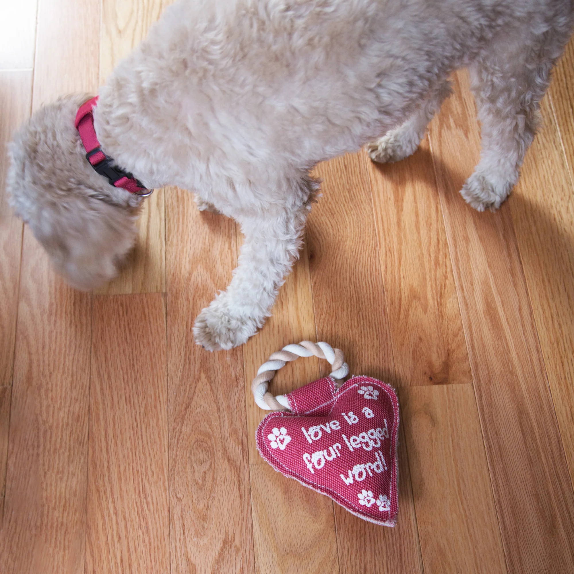 Heart Love 10" Canvas Dog Toy on Rope - Image 4